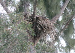 Eagle Nest April 2008