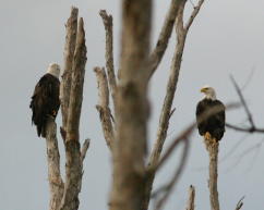 Eagle pair