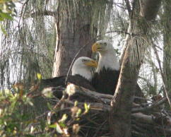 Eagle pair at nest