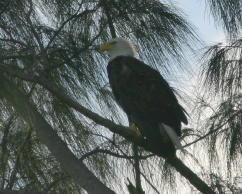 Eagle Stands Guard