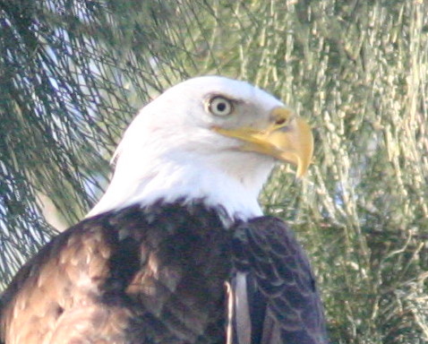 Eagle head, detail