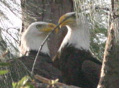 Eagles touch bills