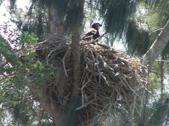 Eaglet in Nest March 15, 2008