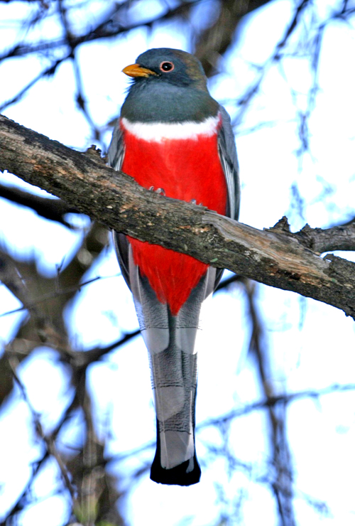 Elegant Trogon- George West