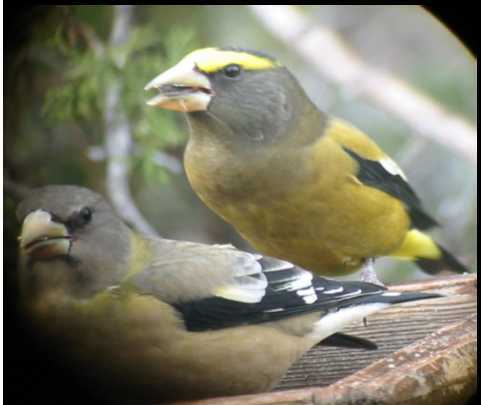 EveningGrosbeakJPEG.JPG