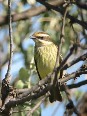 Face-on view of Piratic Flycatcher