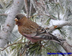 Adult Male Brown-capped Rosy-finch