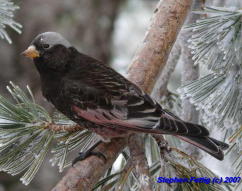 Adult Black Rosy-finch