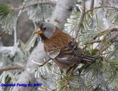 Adult Coastal Gray-crowned Rosy-finch