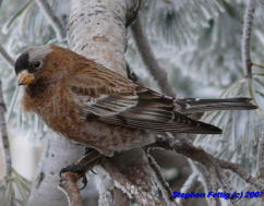 Adult Interior Race of Gray-crowned Rosy-finch