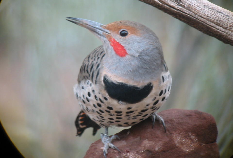NOrthern (red-shafted) Flicker