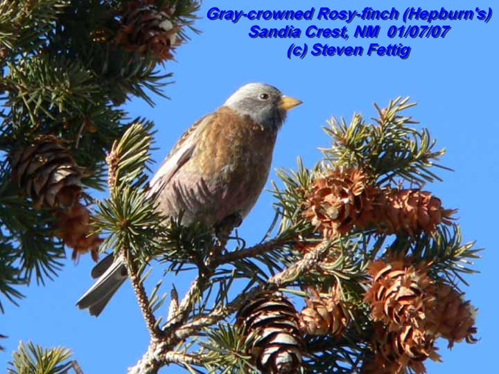 Hepburn's Gray-crowned RF Fettig