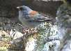 Gray-headed Junco