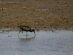 Glossy Ibis