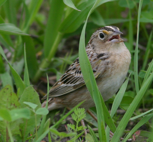 Grasshopper Sparrow