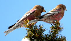 Gray-crowned Rosy-finch 09 FEB 05