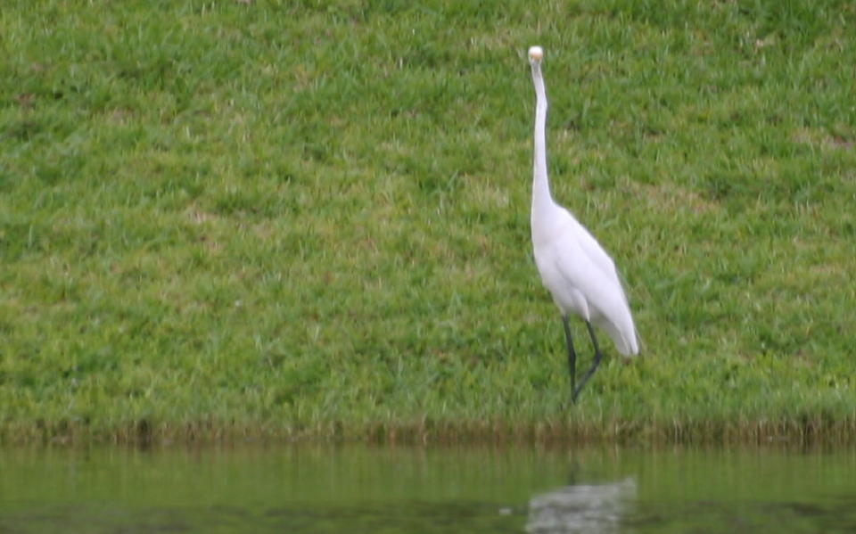 Great Egret