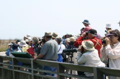 Hawk Watch Crowd