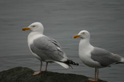 Herring Gulls