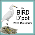 **8c Bird D'pot