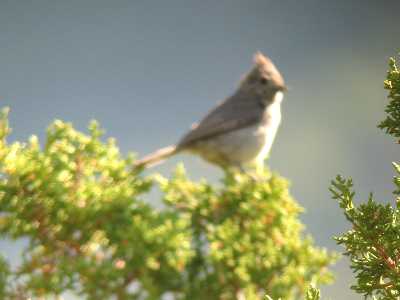 Juniper Titmouse