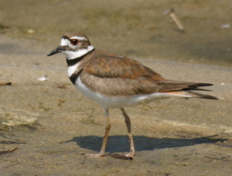 Killdeer image 