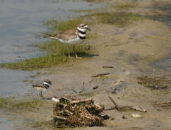 Killdeer Adult with chick