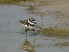 Killdeer chick