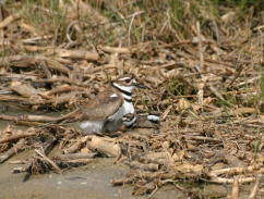 Killdeer brooding chicks