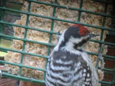 Ladder-backed Woodpecker