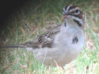 Lark Sparrow