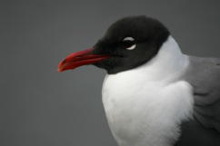 Laughing Gull Head Detail