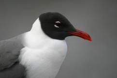 Laughing Gull Head