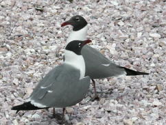 Laughing Gull Pair