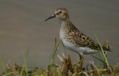 Least Sandpiper