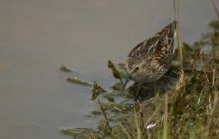 Least Sandpiper Back Color