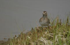 Least Sandpiper Breast