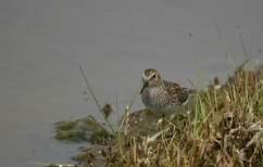 Least Sandpiper Habitat