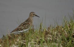 Least Sandpiper