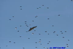 The flock pursues the Red-tail