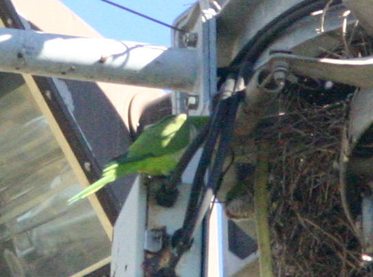Monk Parakeet at nest