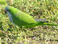 Monk Parakeet