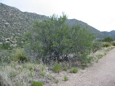 Mountain Mahogany