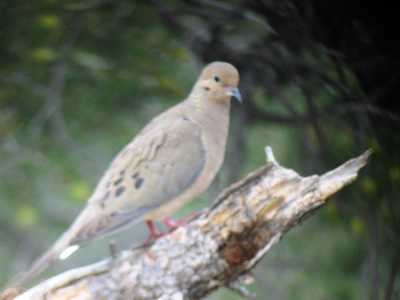 Mourning Dove