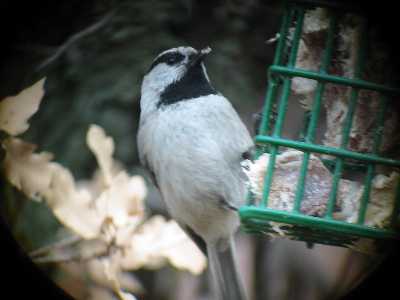 Mountain Chickadee