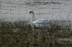 Mute Swan