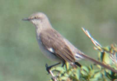 Northern Mockingbird