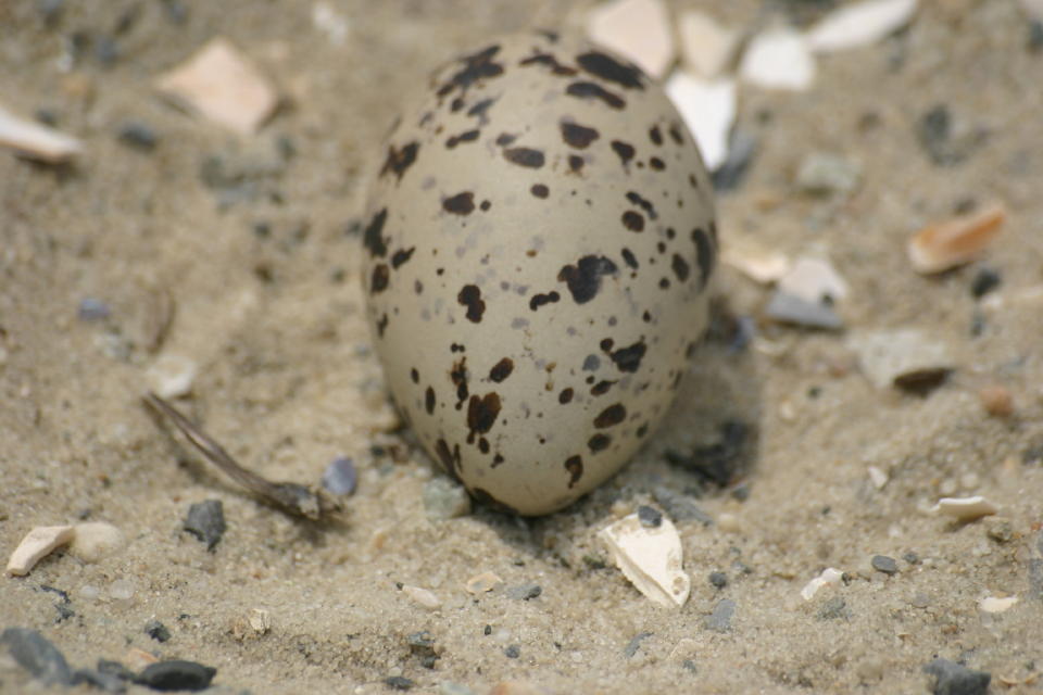 Oystercatcher egg