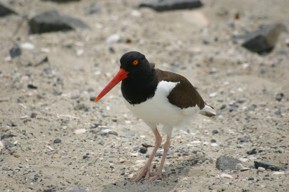 American Oystercatcher