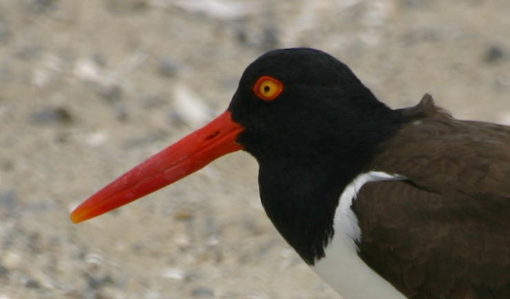 Oystercatcher head detail